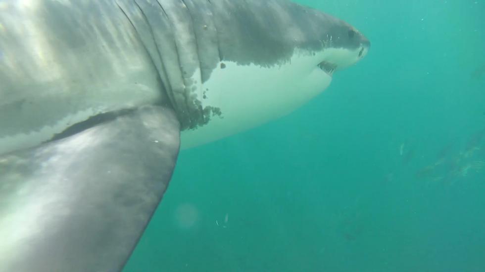 Great White Shark Male 19 Feb 2022 Photo Credit Shark Experience Cage Cam1